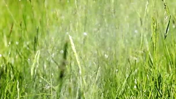 Kropelki Wody Podczas Podlewania Trawy Trawnika — Wideo stockowe