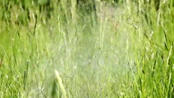 Gotas Água Regar Grama Gramado — Vídeo de Stock