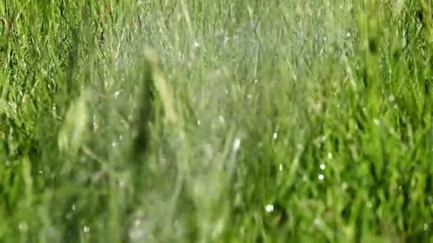 芝生の草に水をやる時の水滴 — ストック動画