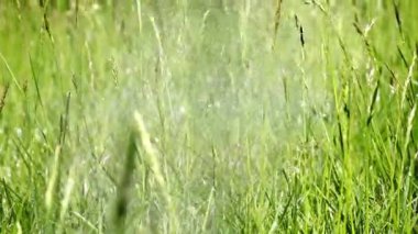 çim çim sulama su damlacıkları