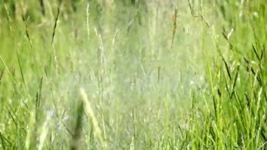 çim çim sulama su damlacıkları