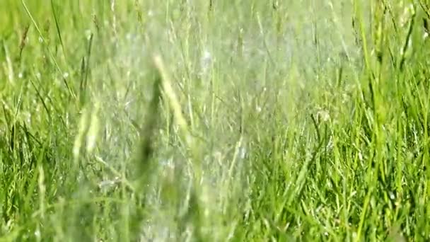 Wassertropfen Beim Rasengießen — Stockvideo