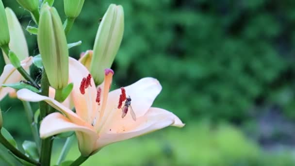 Belle Fleur Jardin Lis Dans Parc — Video