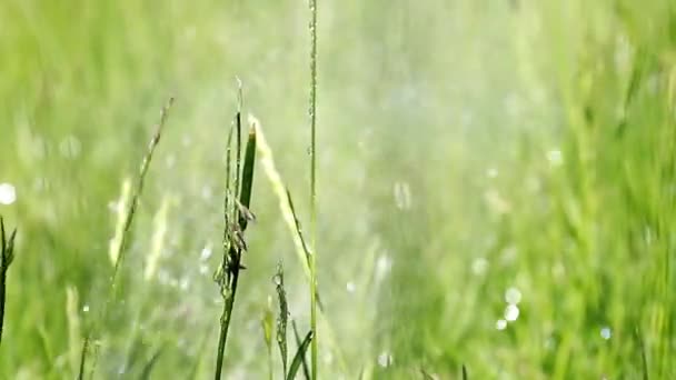 Wassertropfen Beim Rasengießen — Stockvideo