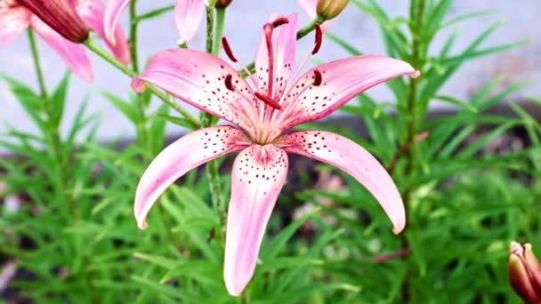 Hermoso Jardín Flor Lirio Parque — Vídeos de Stock