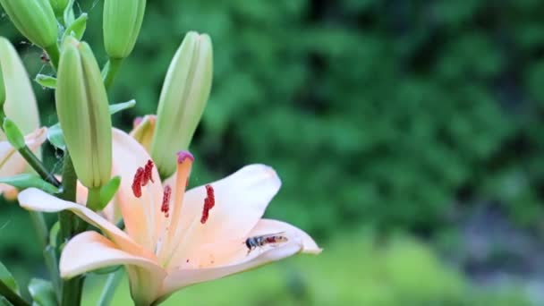 Красива Садова Квіткова Лілія Парку — стокове відео