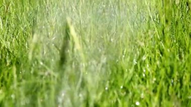 çim çim sulama su damlacıkları