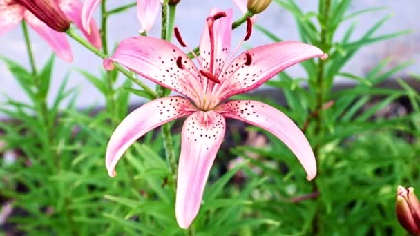 Hermoso Jardín Flor Lirio Parque — Vídeos de Stock