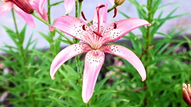 Hermoso Jardín Flor Lirio Parque — Vídeos de Stock