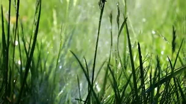 Kropelki Wody Podczas Podlewania Trawy Trawnika — Wideo stockowe