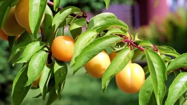 Reife Aprikosenfrüchte Hängen Einem Ast Eines Gartenbaums — Stockvideo