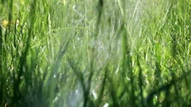 çim çim sulama su damlacıkları