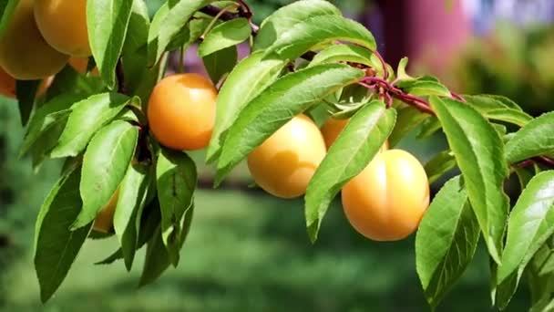 Reife Aprikosenfrüchte Hängen Einem Ast Eines Gartenbaums — Stockvideo