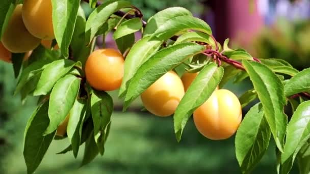 熟したアプリコットの果実は庭の木の枝に掛かる — ストック動画