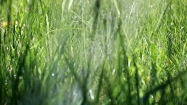 çim çim sulama su damlacıkları