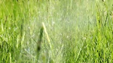 çim çim sulama su damlacıkları