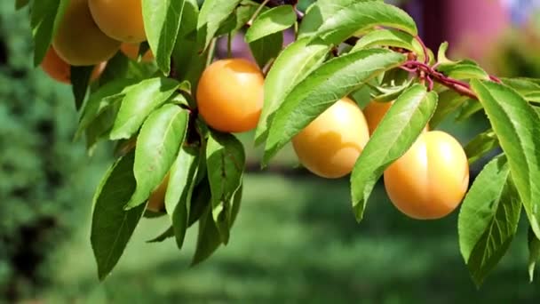 Fruits Mûrs Abricot Accrochés Sur Une Branche Arbre Jardin — Video