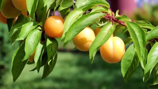 Ripe Apricot Fruits Hang Branch Garden Tree — Stock Video