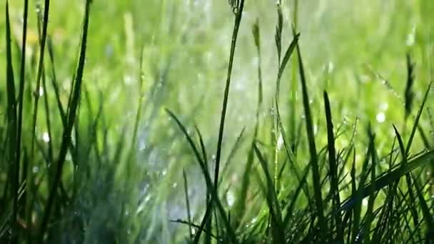 Water Droplets Watering Lawn Grass — Stock Video