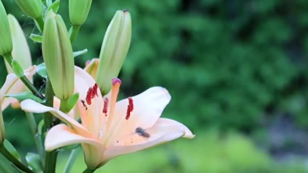Gyönyörű Kerti Virág Liliom Parkban — Stock videók
