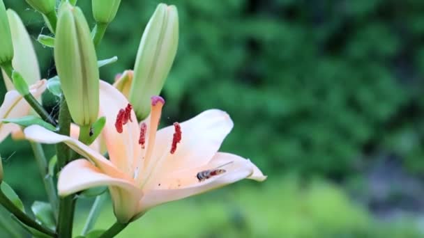 Όμορφο Κήπο Λουλούδι Κρίνος Στο Πάρκο — Αρχείο Βίντεο