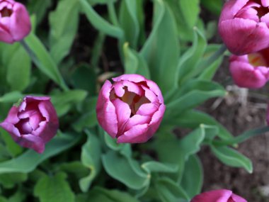 Park çim üzerinde güzel mor lale