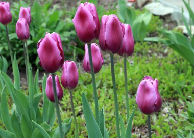 Park çim üzerinde güzel mor lale