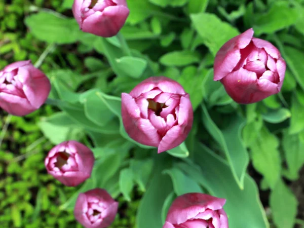 Bellissimi Tulipani Viola Sul Prato Del Parco — Foto Stock