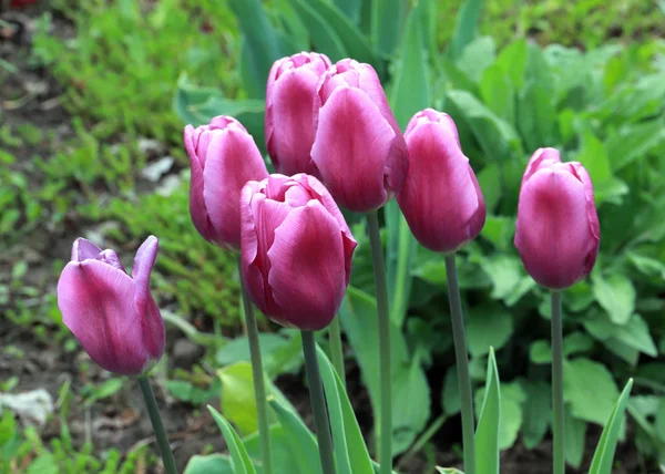 Красивые Фиолетовые Тюльпаны Газоне Парка — стоковое фото
