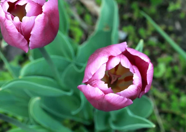 Belles Tulipes Violettes Sur Pelouse Parc — Photo