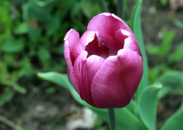 Beautiful Purple Tulips Park Lawn — Stock Photo, Image