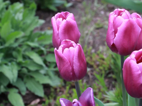 Красивые Фиолетовые Тюльпаны Газоне Парка — стоковое фото