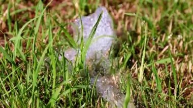 su akışı ve yeşil çim çim