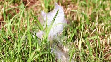 su akışı ve yeşil çim çim