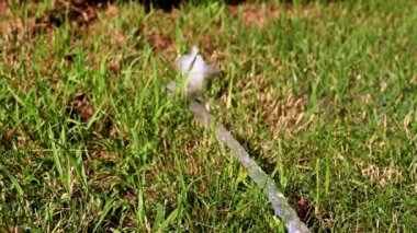 su akışı ve yeşil çim çim