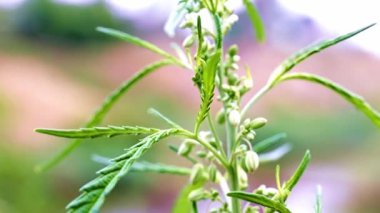 doğal küre vahşi esrar