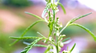 doğal küre vahşi esrar