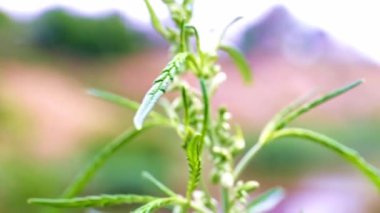 doğal küre vahşi esrar