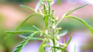 doğal küre vahşi esrar