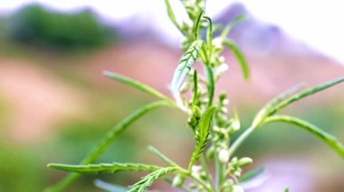 doğal küre vahşi esrar