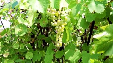 dallarda fırça yeşil üzüm