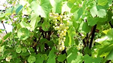 dallarda fırça yeşil üzüm