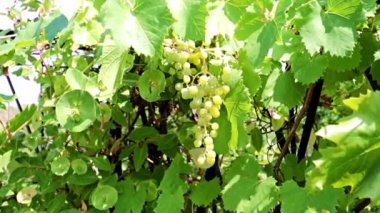 dallarda fırça yeşil üzüm