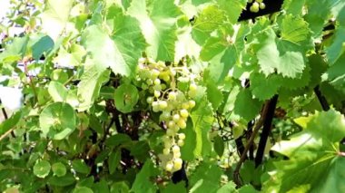 dallarda fırça yeşil üzüm