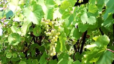 dallarda fırça yeşil üzüm