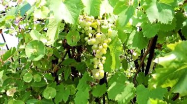 dallarda fırça yeşil üzüm