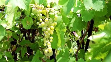 dallarda fırça yeşil üzüm