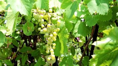 dallarda fırça yeşil üzüm