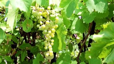 dallarda fırça yeşil üzüm