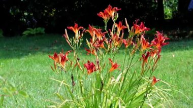 park bahçesinde bahçe zambağı güzel kırmızı çiçekler